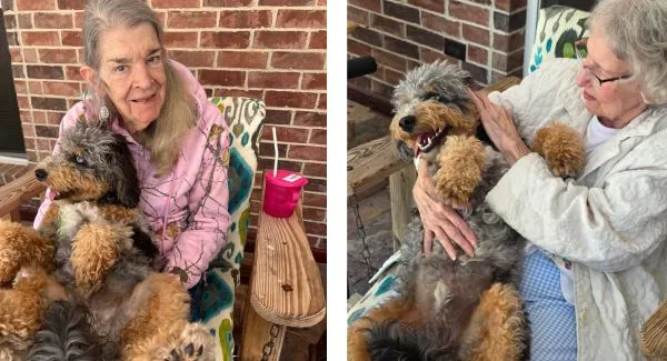 Golden Doodle Pet Therapy